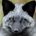Silver Fox profile picture