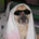 jamookey profile picture