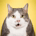 BeaBaggage profile picture
