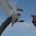 Advill profile picture
