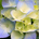 Argyll profile picture