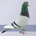 pigeonguy profile picture