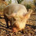 TruffelPig profile picture