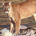catamount profile picture