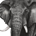 AlphaElephant profile picture