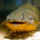 Scarlo profile picture