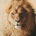 RetiredLawyer813 profile picture