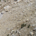 svisci profile picture