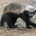 H0ney_badger profile picture