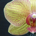 QPL profile picture