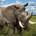 Elephinooo profile picture
