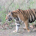 bullish bengal profile picture