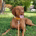 RatherBeWithMyDog profile picture