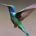 Dividend Hummingbird profile picture