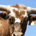 Cattle man profile picture