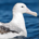Albatross Investor profile picture