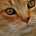 serpo profile picture