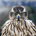 Yarak Capital Management profile picture