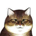 Raysab profile picture
