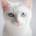 White Cat Society profile picture