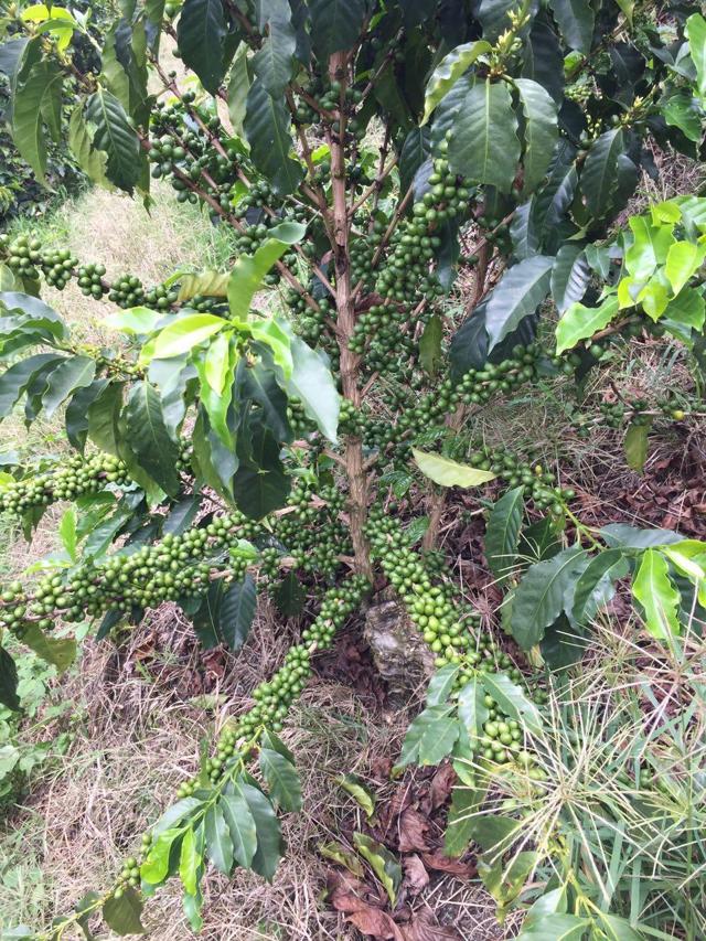 Is 20 Less Coffee Production In Colombia A Scary Number Seeking Alpha