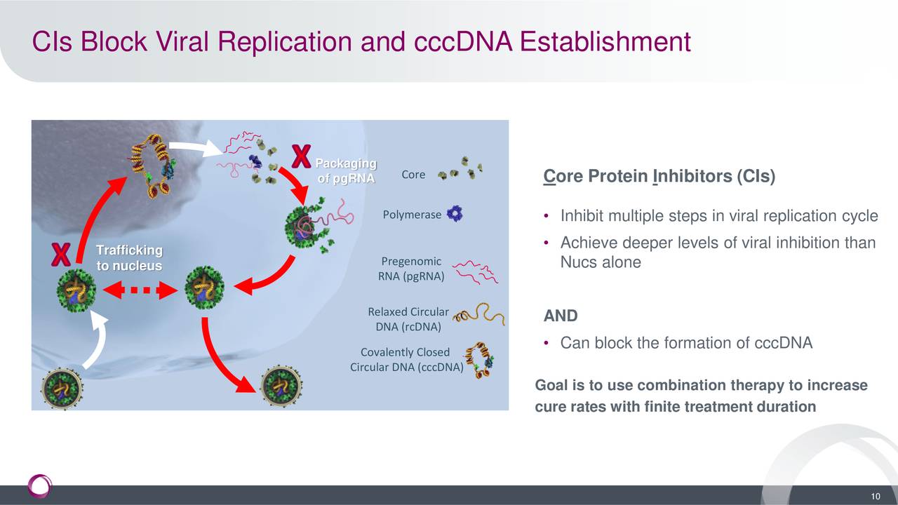 CIs Block Viral Replication and cccDNA Establishment