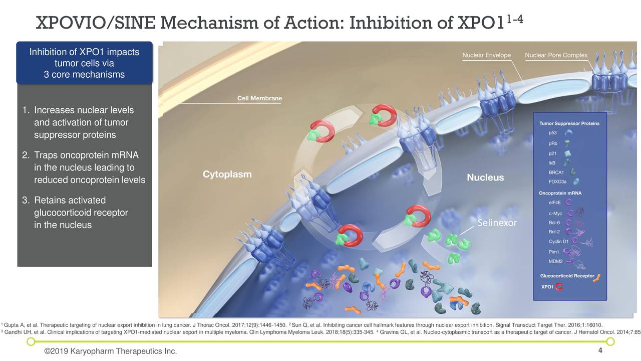 XPOVIO/SINE Mechanism of Action: Inhibition of XPO1                                                                           1-4