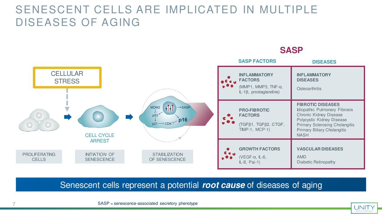 SENESCENT CELLS ARE IMPLICATED IN MULTIPLE