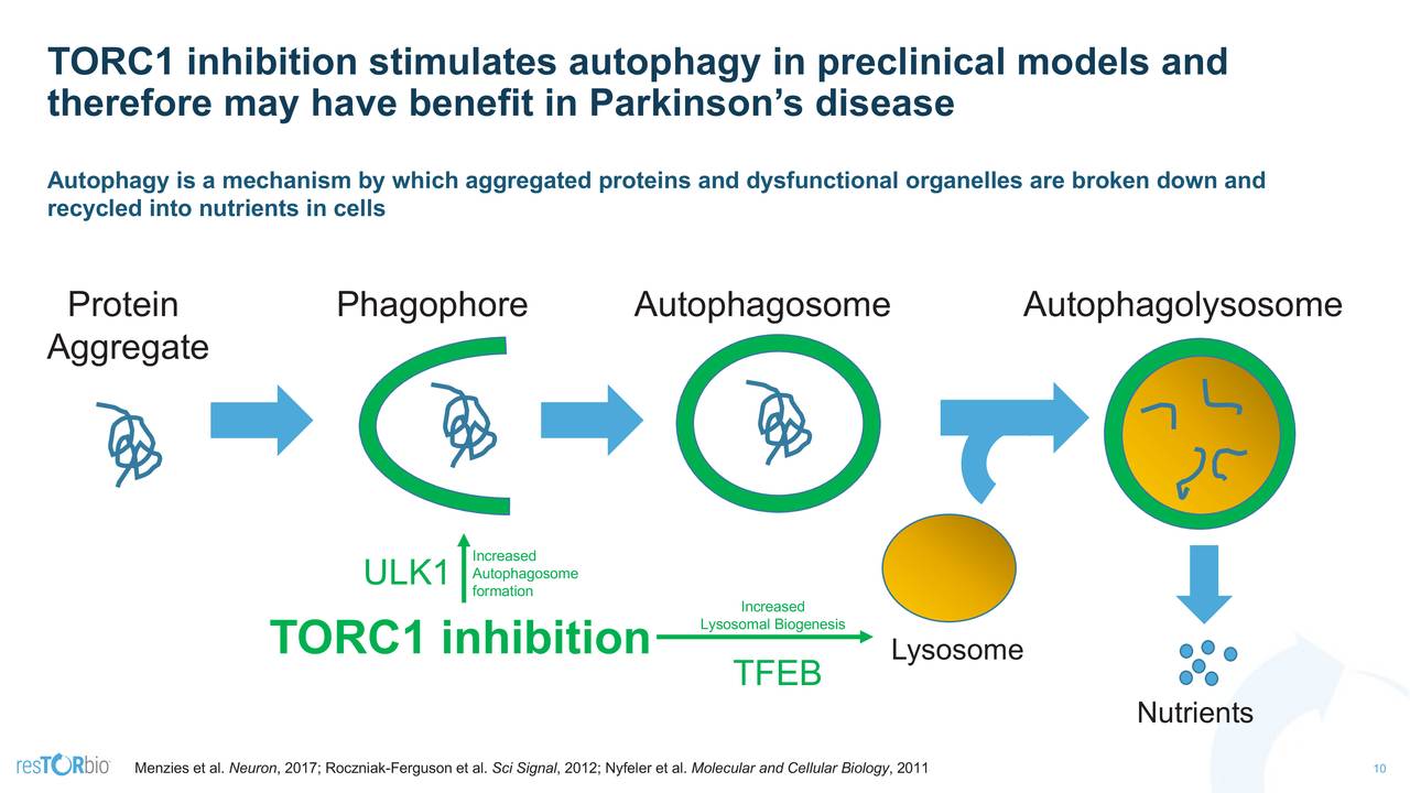 TORC1 inhibition stimulates autophagy in preclinical models and